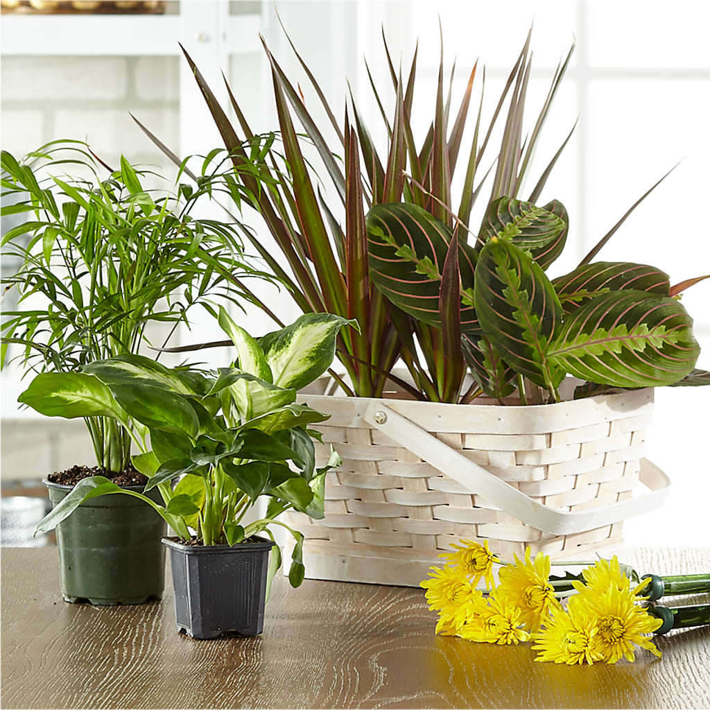 Florist Designed Blooming and Green Plants in a Basket – Cornerstone Florals, Katy TX