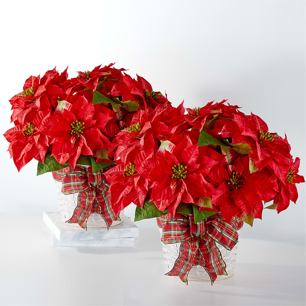 Happiest Holidays Poinsettia Bundle – Cornerstone Florals, Katy TX