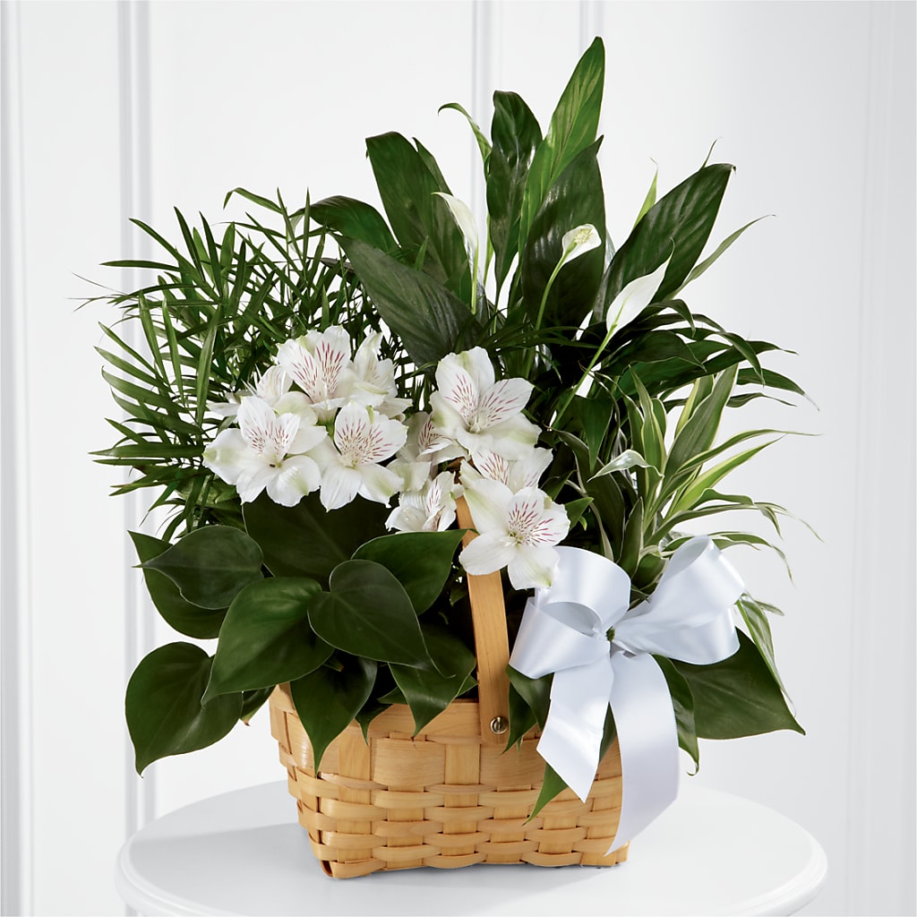 Peace & Serenity Dishgarden – Cornerstone Florals, Katy TX
