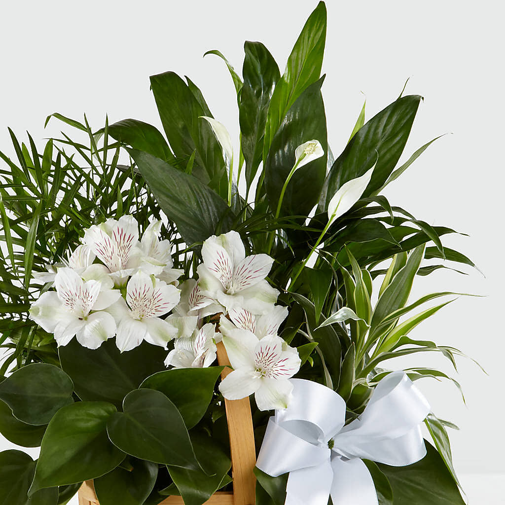 Peace & Serenity Dishgarden – Cornerstone Florals, Katy TX