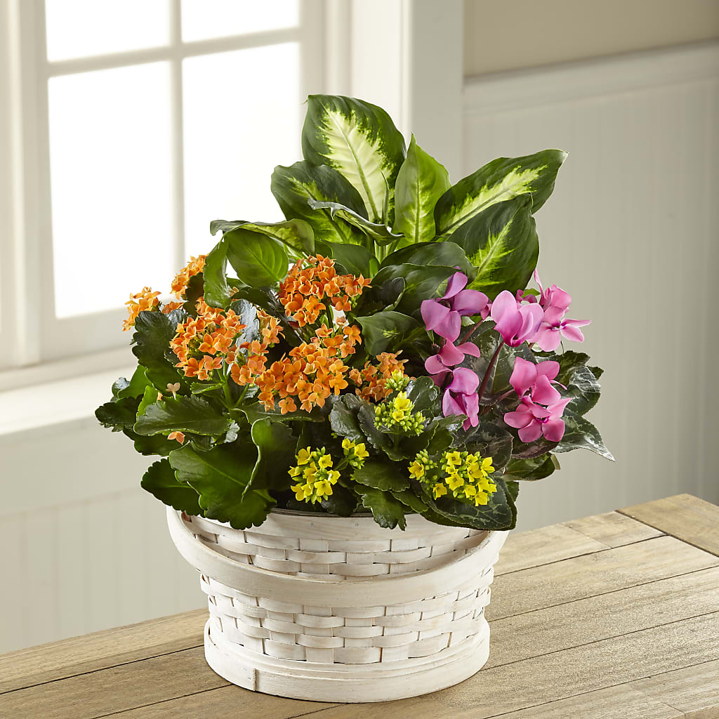 Color Crush Dishgarden – Cornerstone Florals, Katy TX