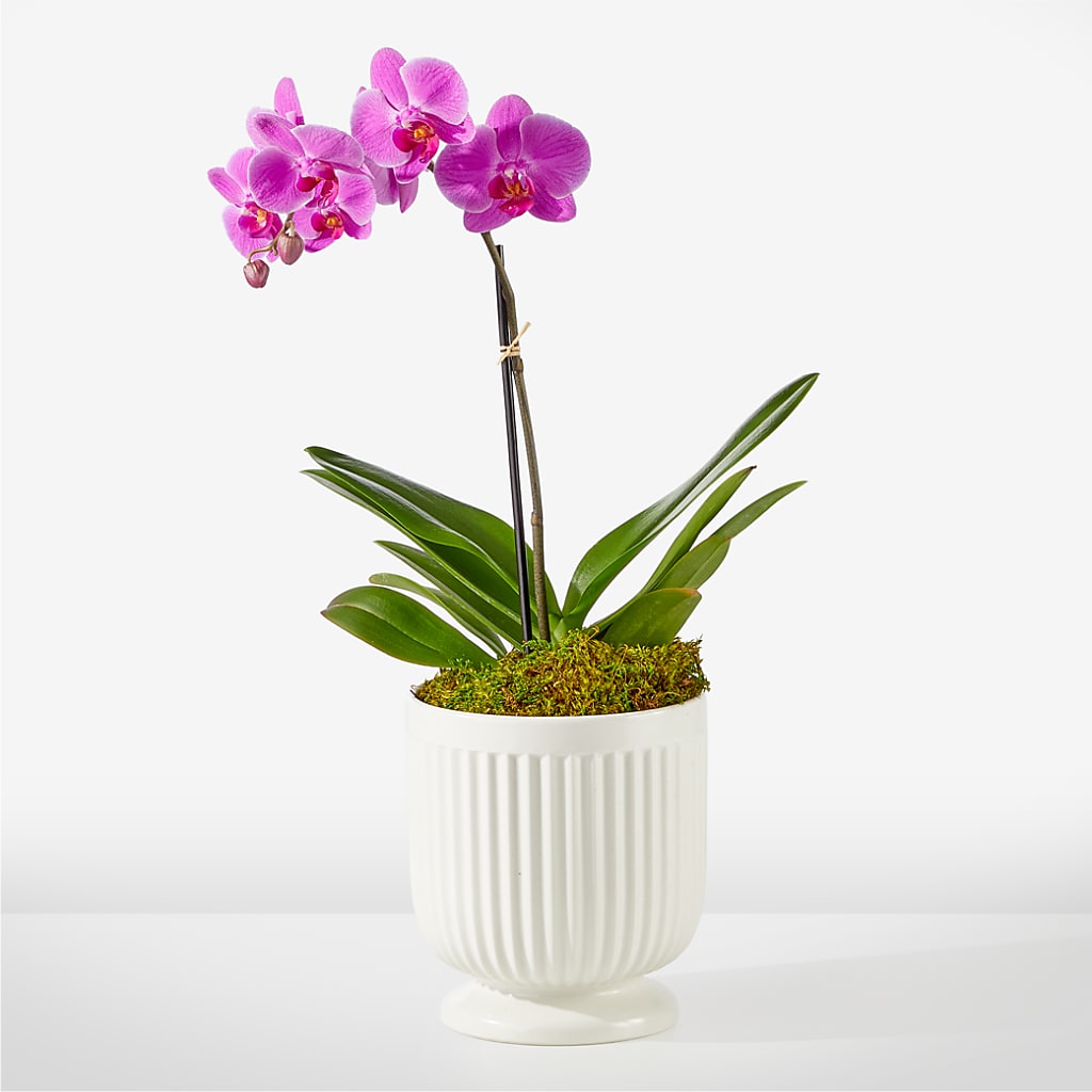 Friendly Fuchsia Orchid – Cornerstone Florals, Katy TX