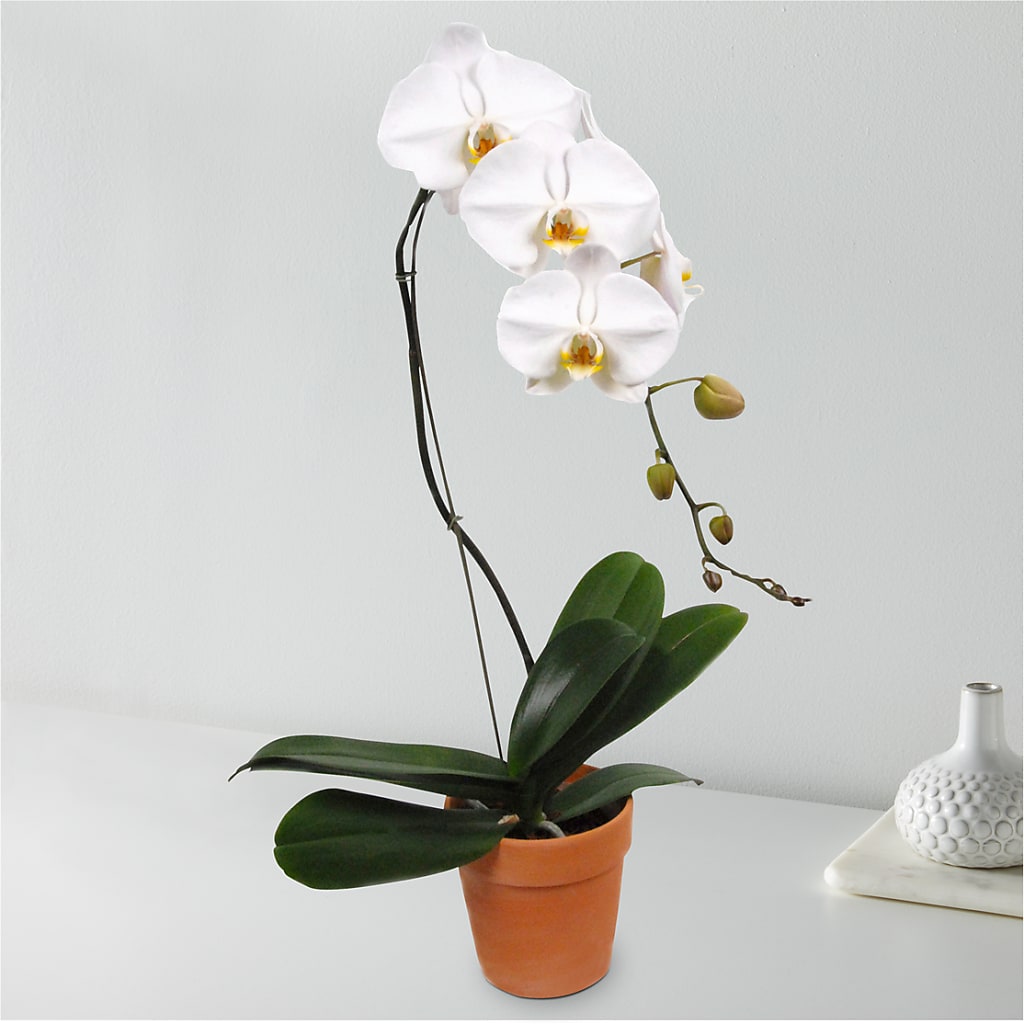 White Cascading Orchid – Cornerstone Florals, Katy TX