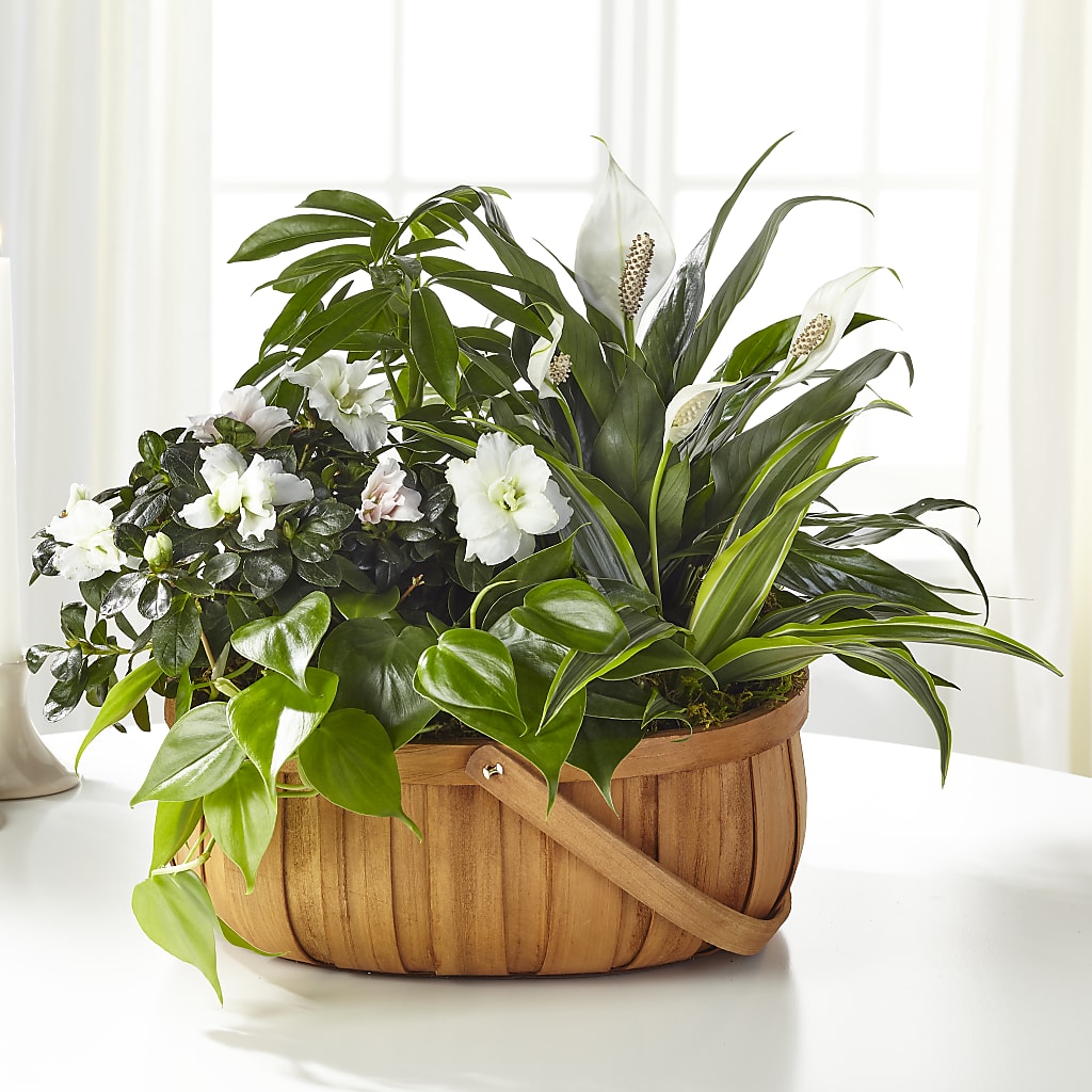 Serene Dishgarden – Cornerstone Florals, Katy TX