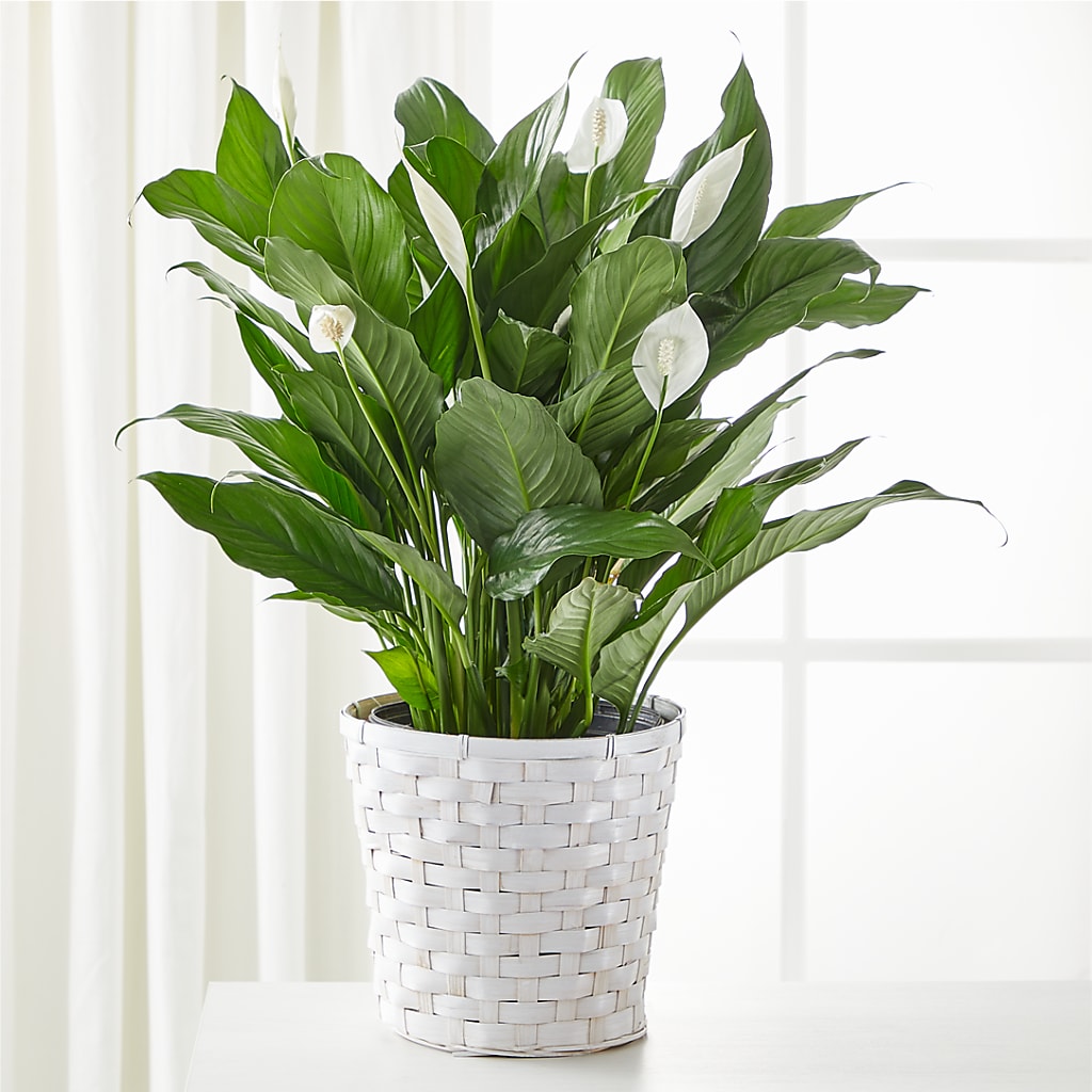 A New Leaf Peace Lily – Cornerstone Florals, Katy TX