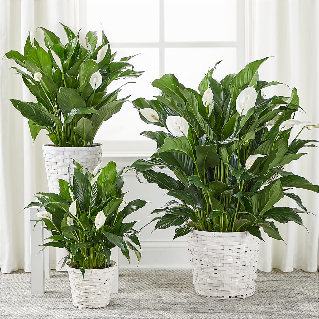 A New Leaf Peace Lily – Cornerstone Florals, Katy TX