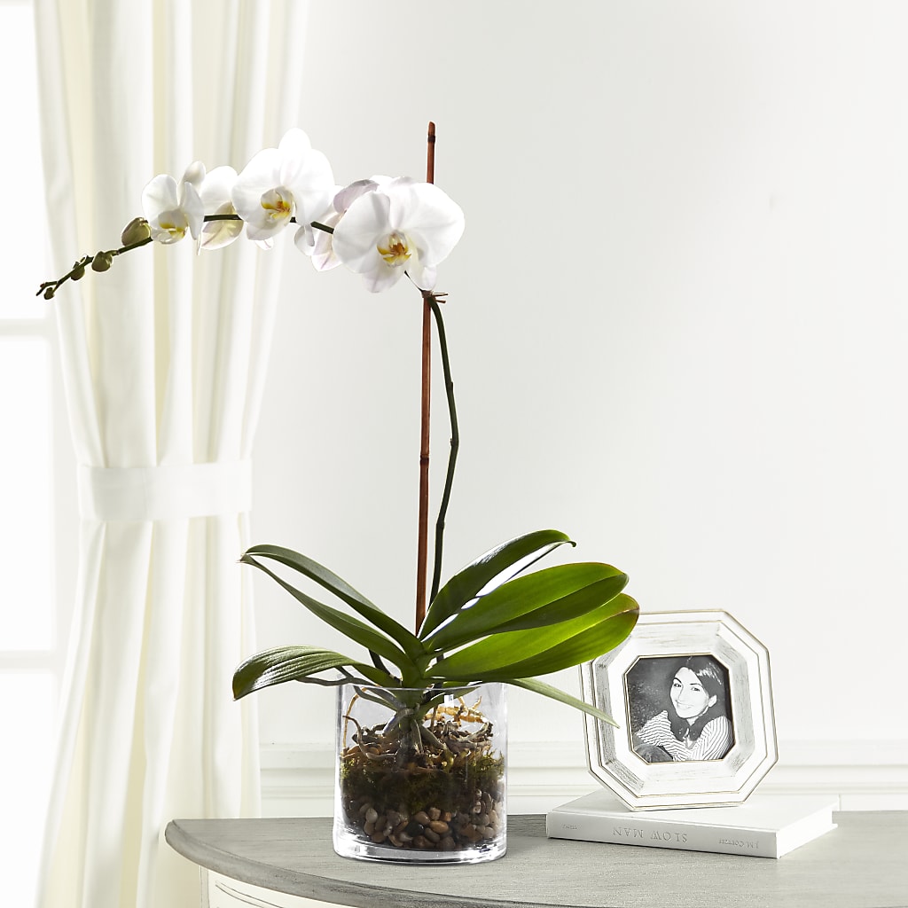White Orchid Planter – Cornerstone Florals, Katy TX