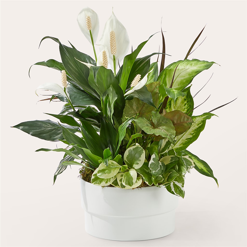 Radiating Positivity Dishgarden – Cornerstone Florals, Katy TX