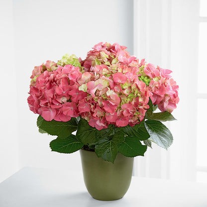 Pink Hydrangea Planter –  Cornerstone Florals, Katy TX