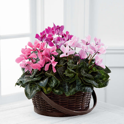 Mixed Cyclamen Planter –  Cornerstone Florals, Katy TX