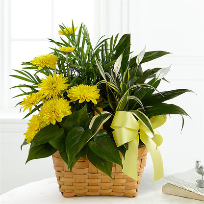Loving Light Dishgarden –  Cornerstone Florals, Katy TX