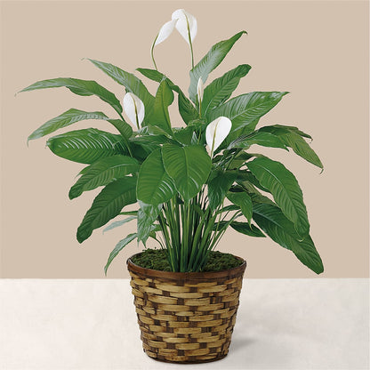 Tranquil Moments Peace Lily Plant –  Cornerstone Florals, Katy TX