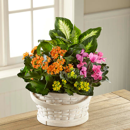 Color Crush Dishgarden –  Cornerstone Florals, Katy TX