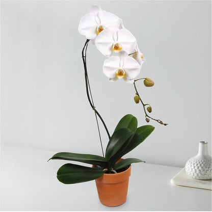 White Cascading Orchid –  Cornerstone Florals, Katy TX