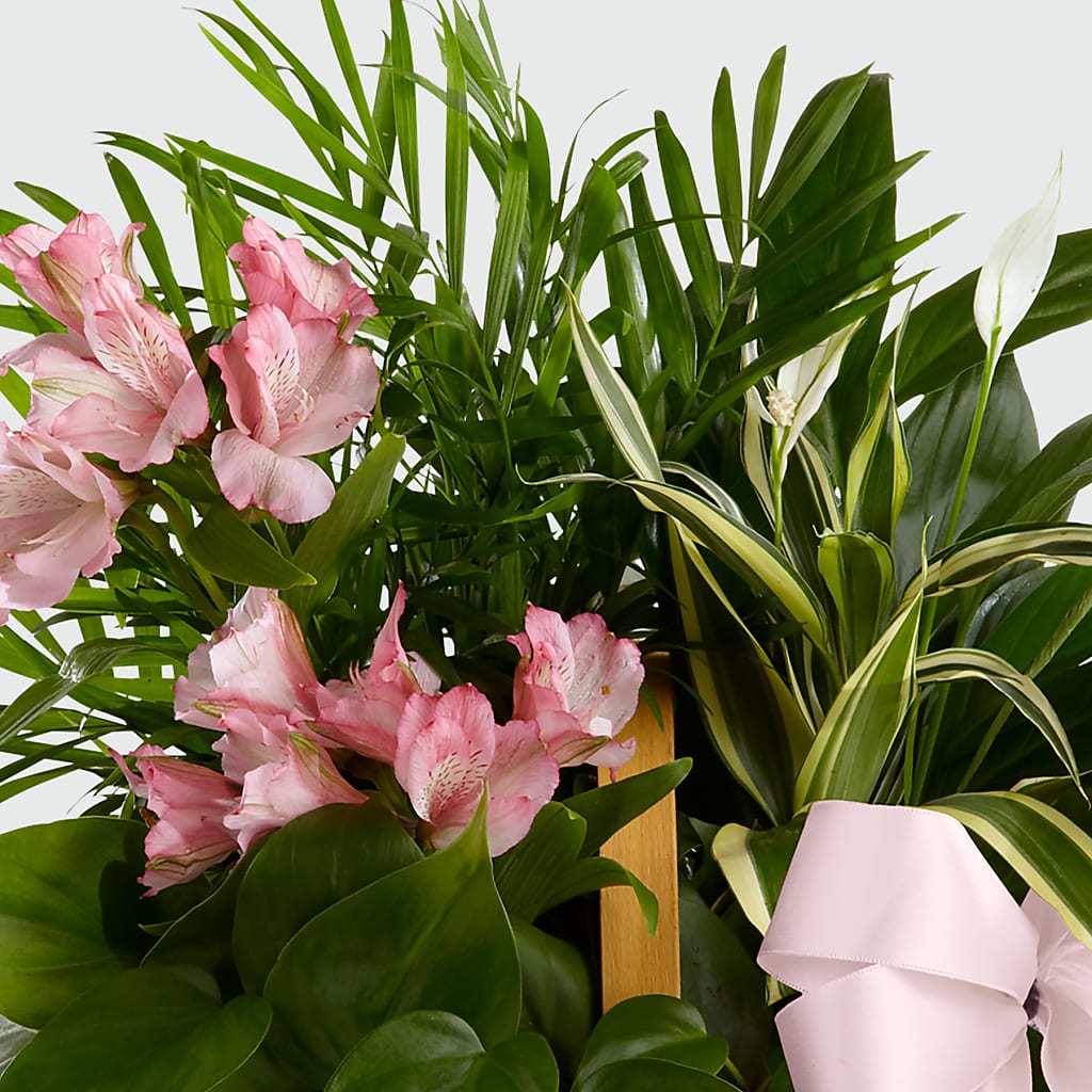 Living Spirit Dishgarden –  Cornerstone Florals, Katy TX