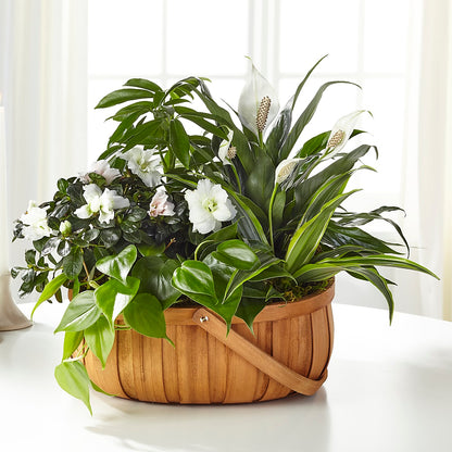 Serene Dishgarden –  Cornerstone Florals, Katy TX