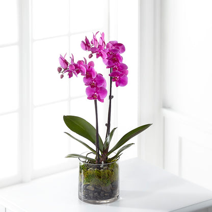 Pink Orchid Plant –  Cornerstone Florals, Katy TX