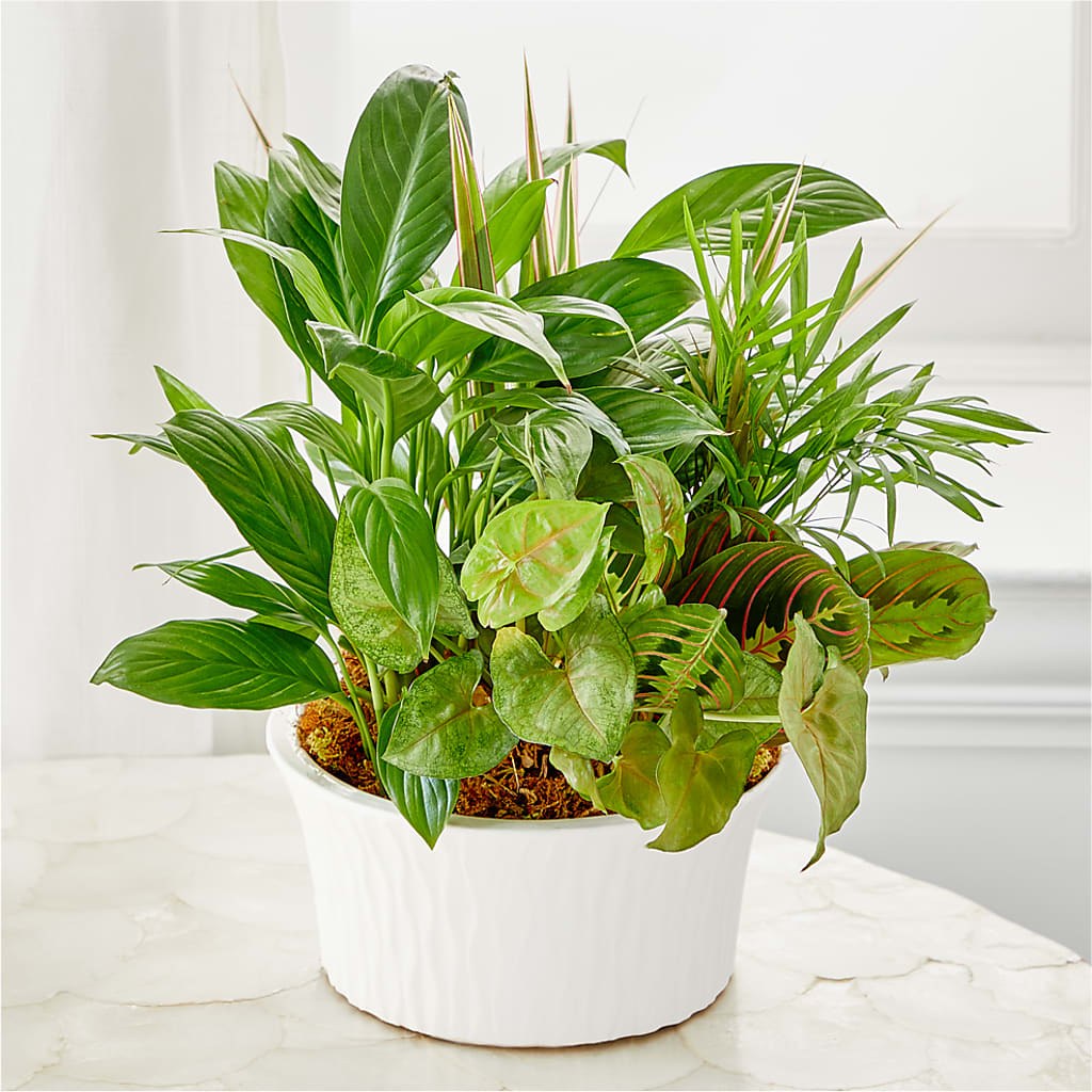Balance & Harmony Dishgarden –  Cornerstone Florals, Katy TX