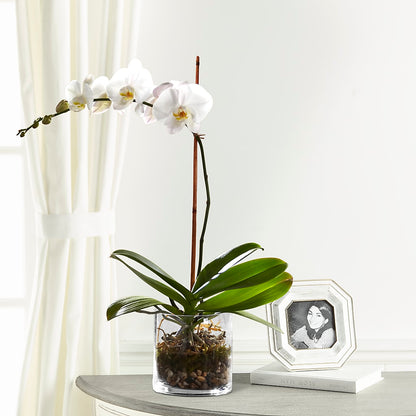 White Orchid Planter –  Cornerstone Florals, Katy TX