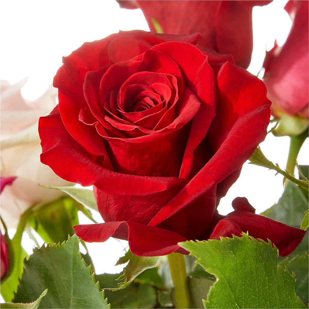 Love Notes Rose Bouquet –  Cornerstone Florals, Katy TX